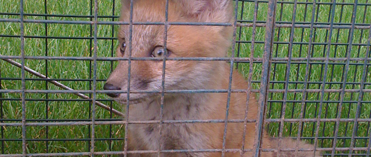 Signs of a Rabid Illinois Fox Most Common Signs to Look For!